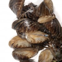 Zebra Mussel